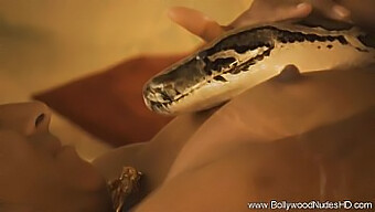 Dancing Diva Sheds Clothes In Erotic Snake Dance